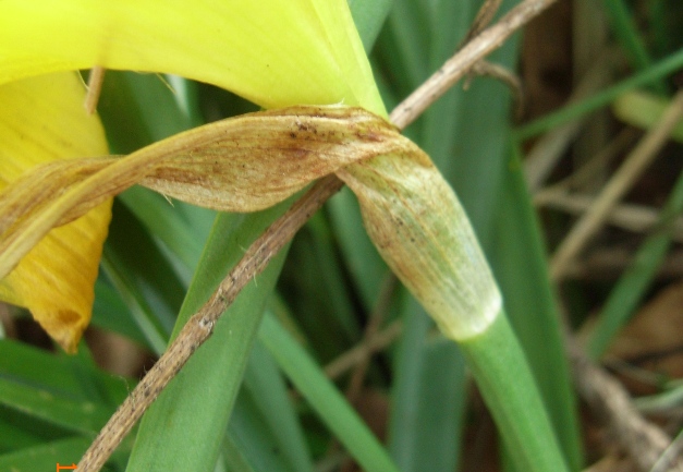 Sternbergia lutea